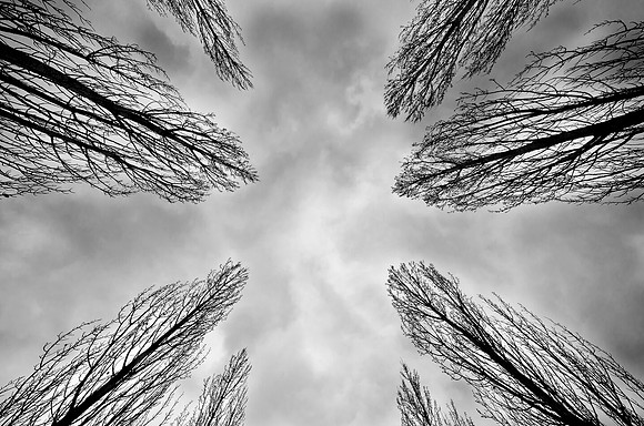 Winter Trees