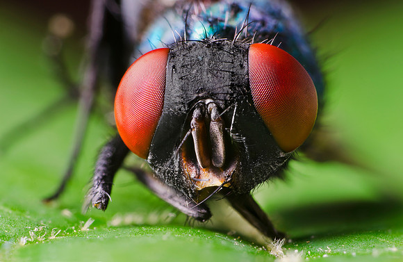 Compound Fly
